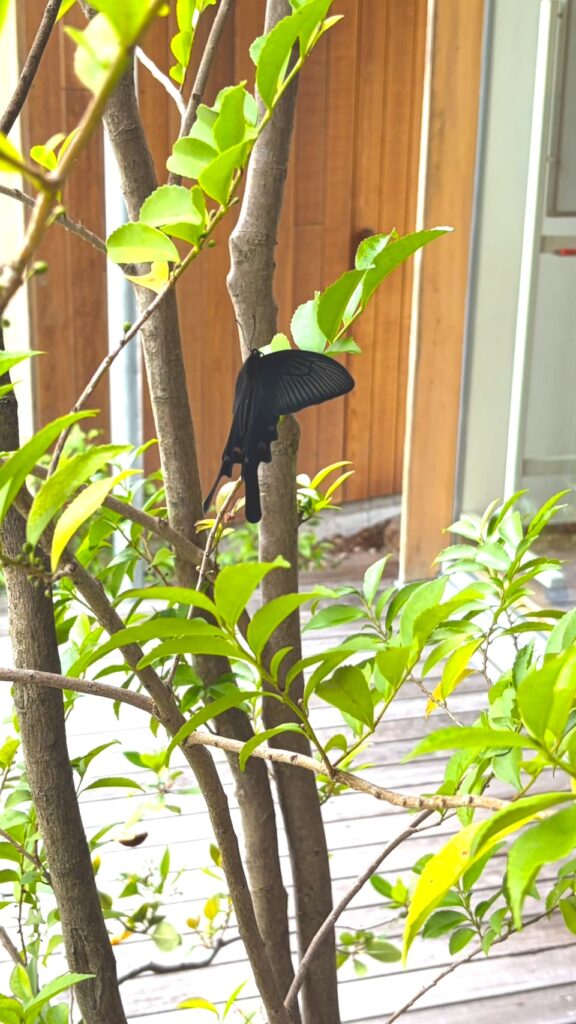 京都城陽市 社長ブログ 植栽と黒アゲハ