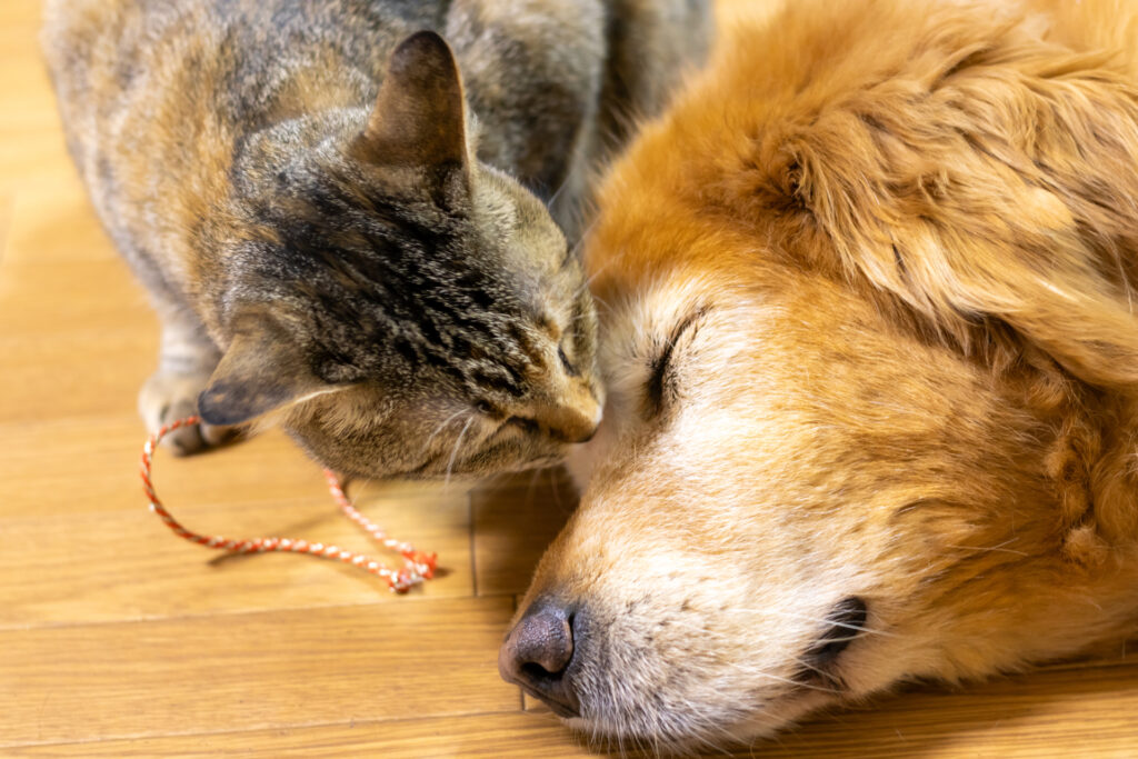 京都 城陽市 工務店 エコカラット 犬 猫
