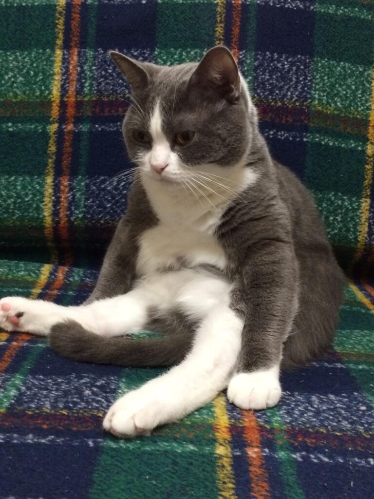 京都 城陽市 工務店スタッフ 猫好き
